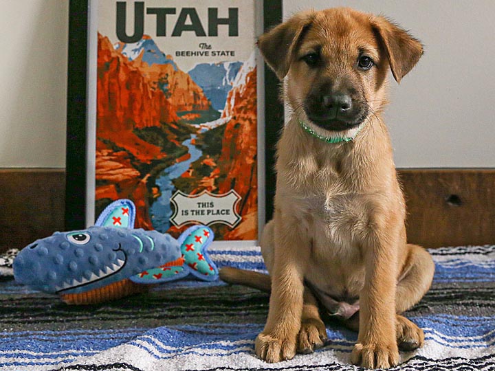 chinook puppy